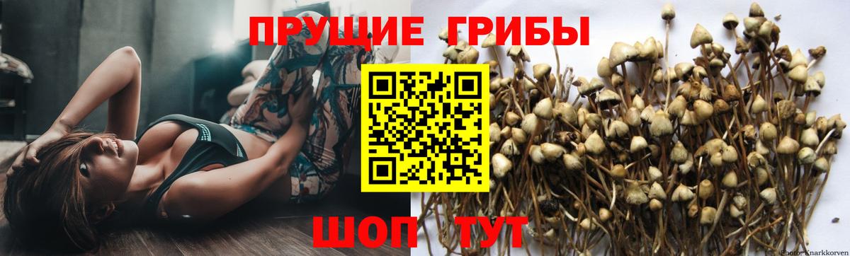 Псилоцибиновые грибы мухоморы Грозный